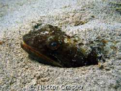Sand Diver @ Culebra PR by Nestor Crespo 